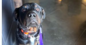 Reggie, Young Male Rottweiler