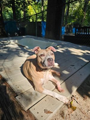 Misfit is quite the character as her name suggests She was pulled from an animal control shelter in