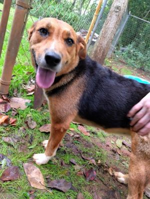 Molly, Adult Female Shepherd