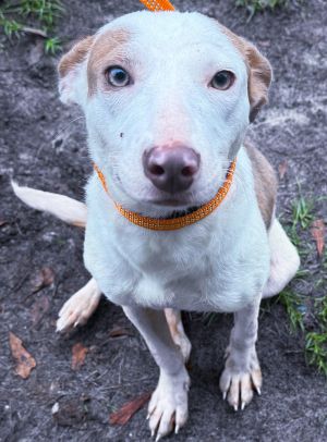 Dexi, Baby Female American Bulldog