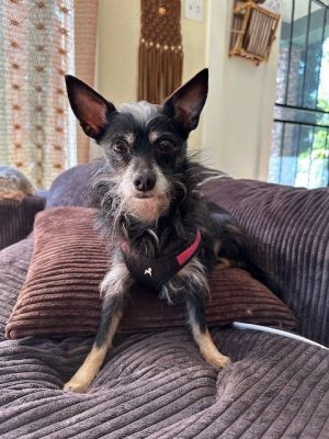Little Man, Adult Male Terrier