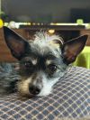 Little Man photo 2