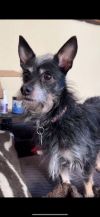 Little Man photo 3