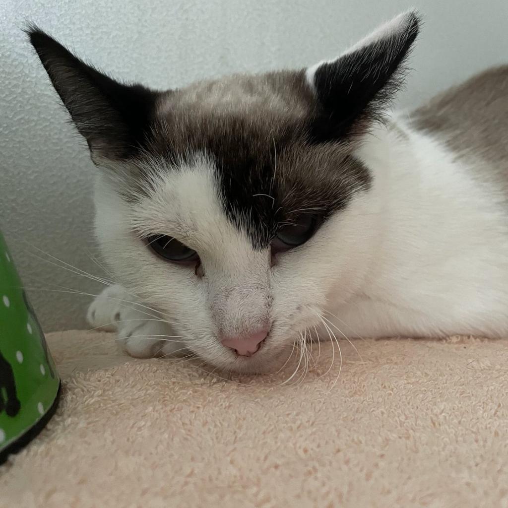 Darjeerling, an adoptable Snowshoe in Hemet, CA, 92543 | Photo Image 1