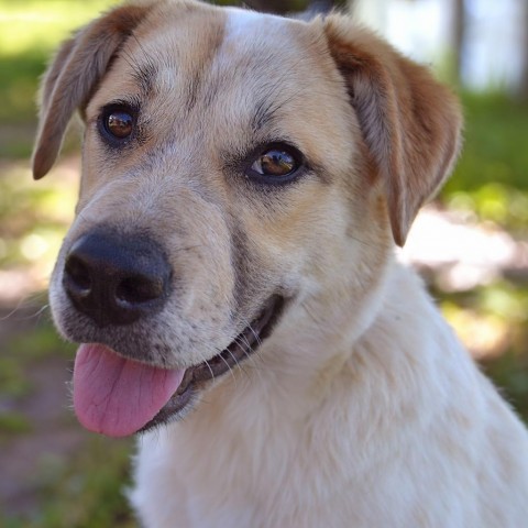 Ambrosia, an adoptable Labrador Retriever, Cattle Dog in Sioux Falls, SD, 57106 | Photo Image 1