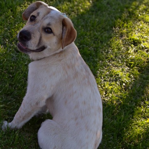 Ambrosia, an adoptable Labrador Retriever, Cattle Dog in Sioux Falls, SD, 57106 | Photo Image 3