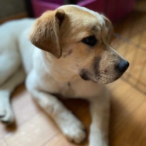 Ambrosia, an adoptable Labrador Retriever, Cattle Dog in Sioux Falls, SD, 57106 | Photo Image 4