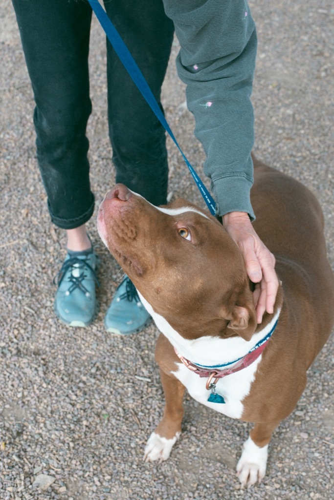 Nova, an adoptable Pit Bull Terrier in Rock Springs, WY, 82901 | Photo Image 1