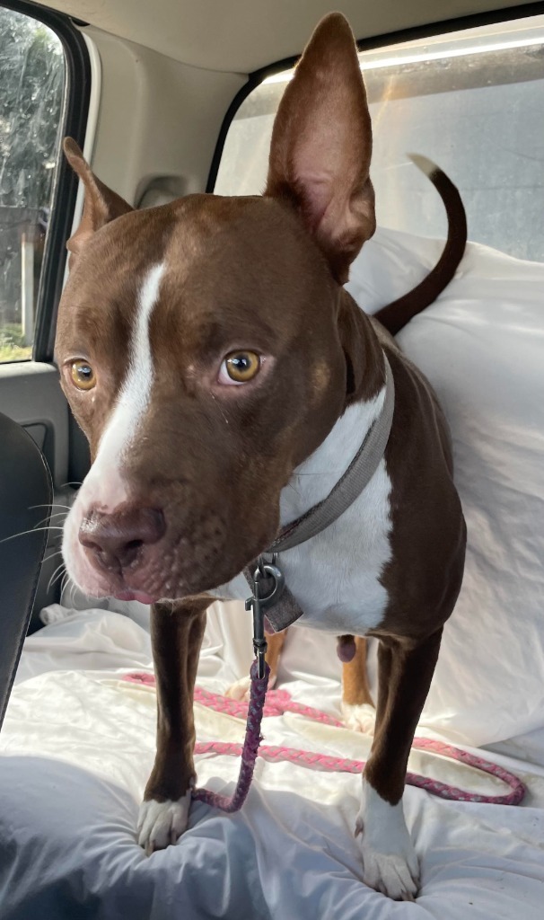 Nova, an adoptable Pit Bull Terrier in Rock Springs, WY, 82901 | Photo Image 2