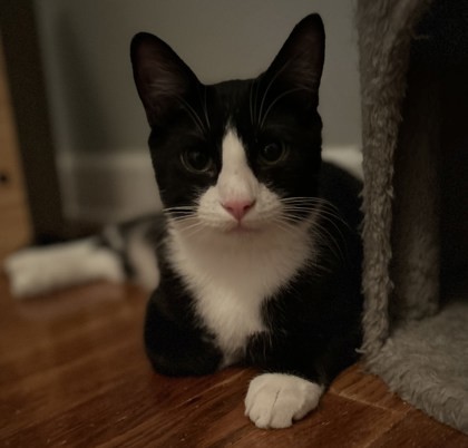 Pepa, an adoptable Domestic Short Hair in De Soto, IA, 50069 | Photo Image 1