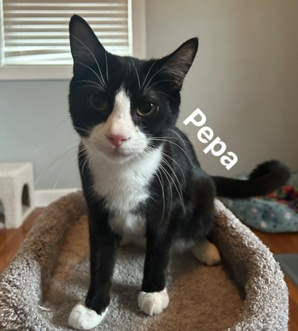 Pepa