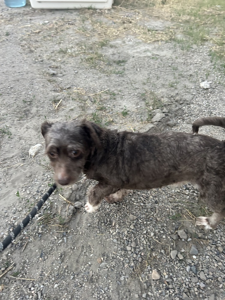 Kit Kat, an adoptable Havanese in Herriman, UT, 84096 | Photo Image 3