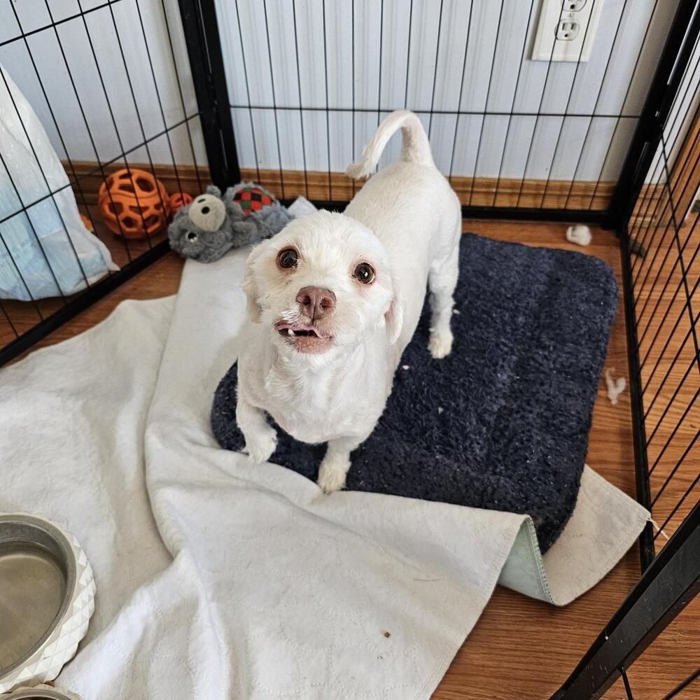 Popcorn, an adoptable Havanese in Herriman, UT, 84096 | Photo Image 2