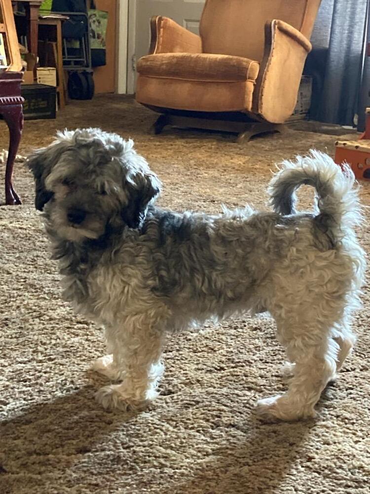 Sullivan, an adoptable Havanese in Herriman, UT, 84096 | Photo Image 1