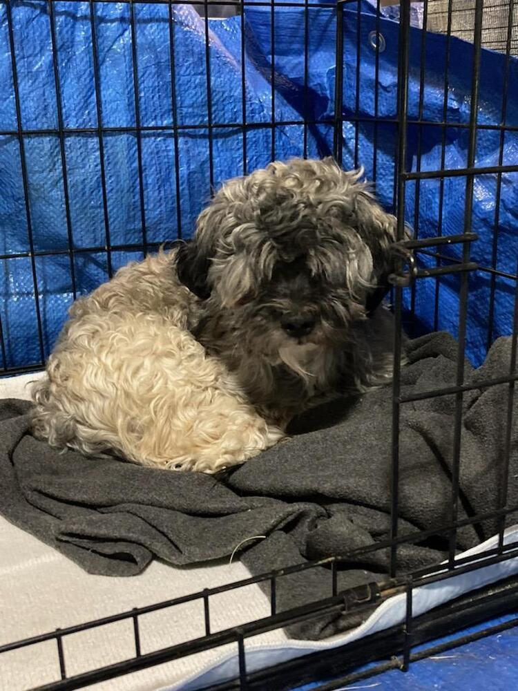 Sullivan, an adoptable Havanese in Herriman, UT, 84096 | Photo Image 3