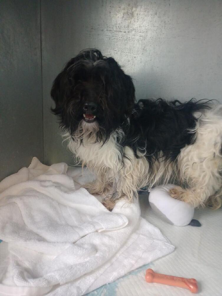 Taffy, an adoptable Havanese in Herriman, UT, 84096 | Photo Image 3