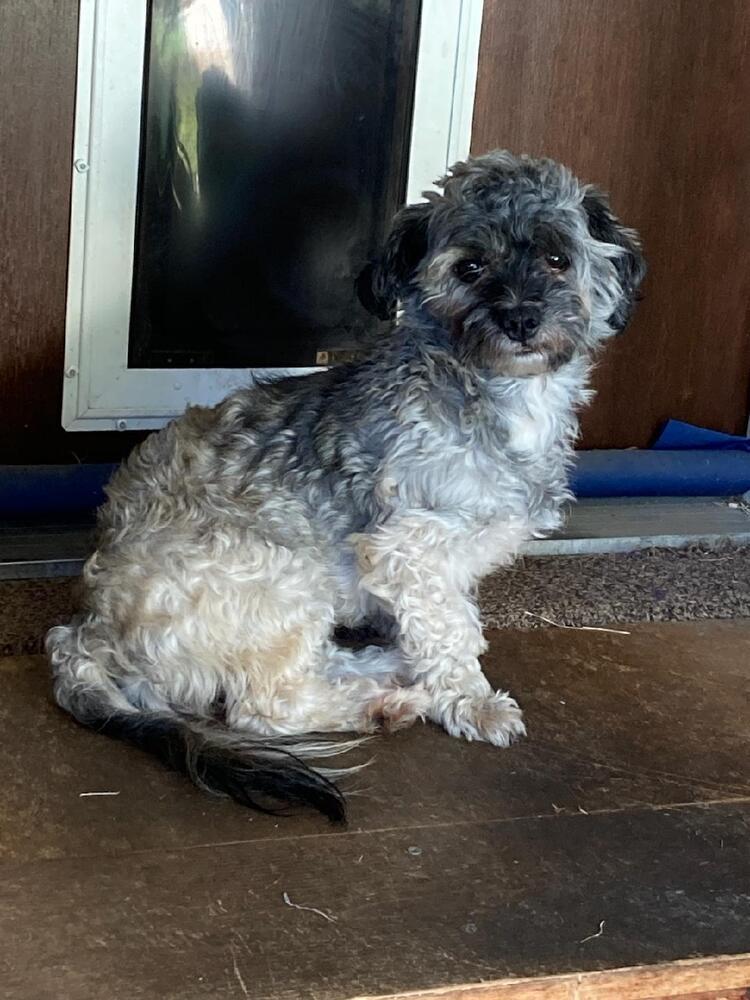 Wonka, an adoptable Havanese in Herriman, UT, 84096 | Photo Image 1