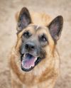 BUBBA *Volunteer Favourite* photo 1
