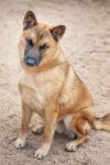 BUBBA *Volunteer Favourite* photo 2