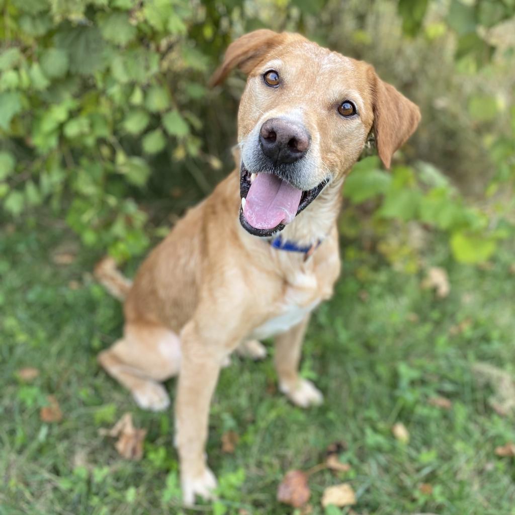 Mojo Jojo, an adoptable Labrador Retriever in Decorah, IA, 52101 | Photo Image 1