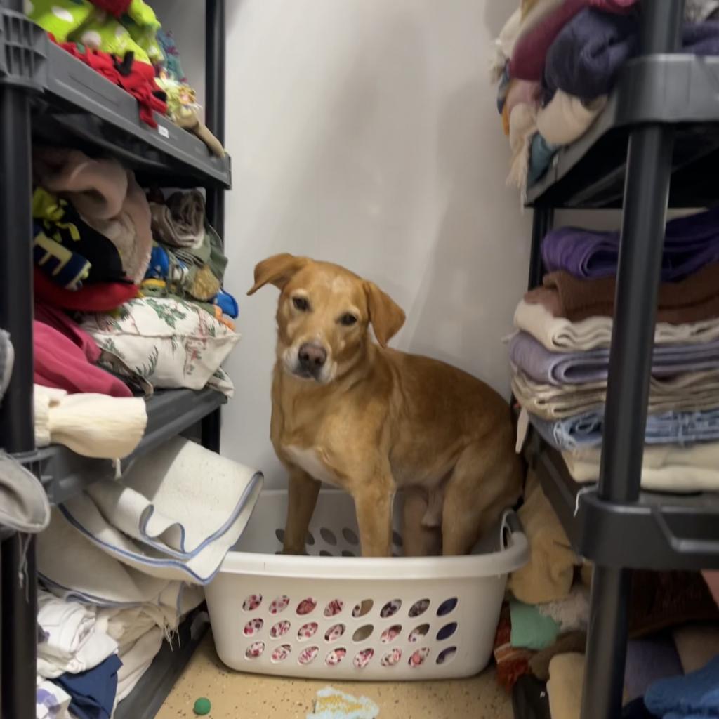Mojo Jojo, an adoptable Labrador Retriever in Decorah, IA, 52101 | Photo Image 2
