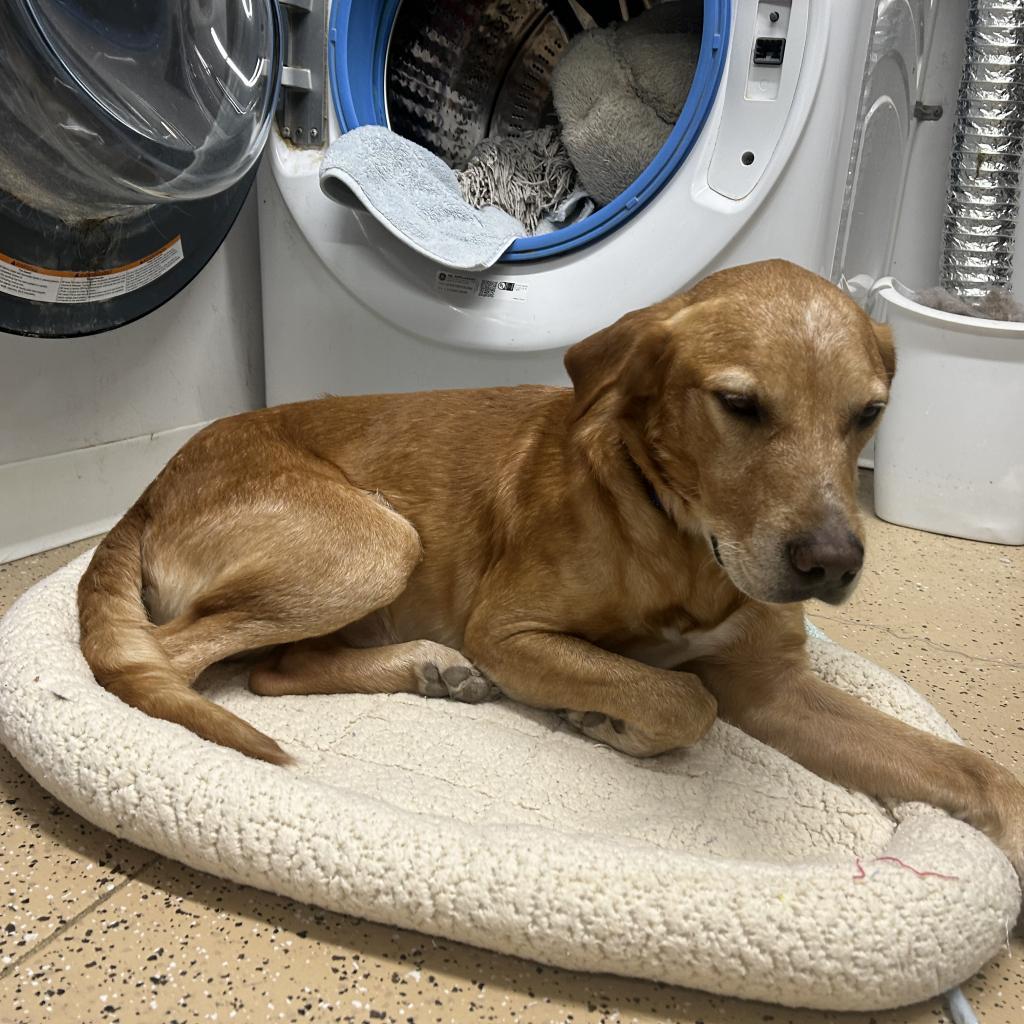 Mojo Jojo, an adoptable Labrador Retriever in Decorah, IA, 52101 | Photo Image 3