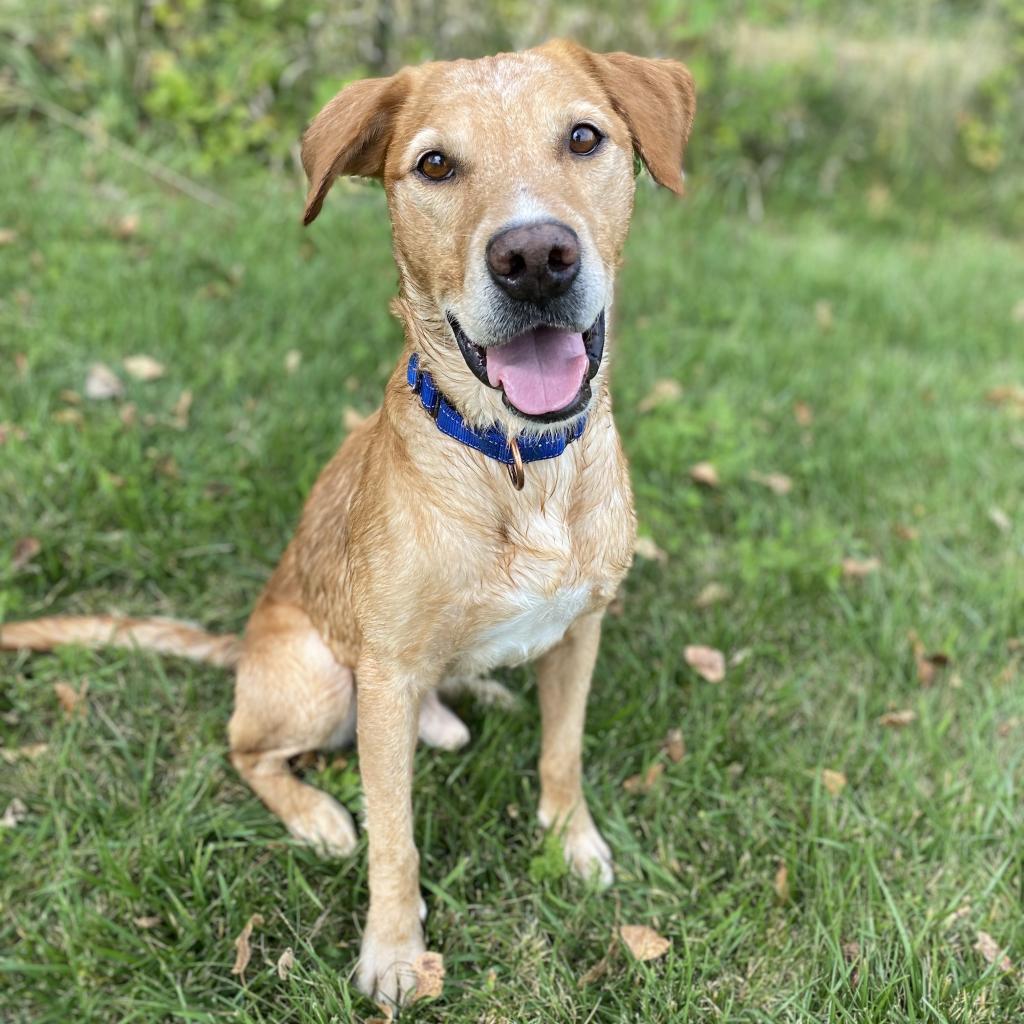 Mojo Jojo, an adoptable Labrador Retriever in Decorah, IA, 52101 | Photo Image 4