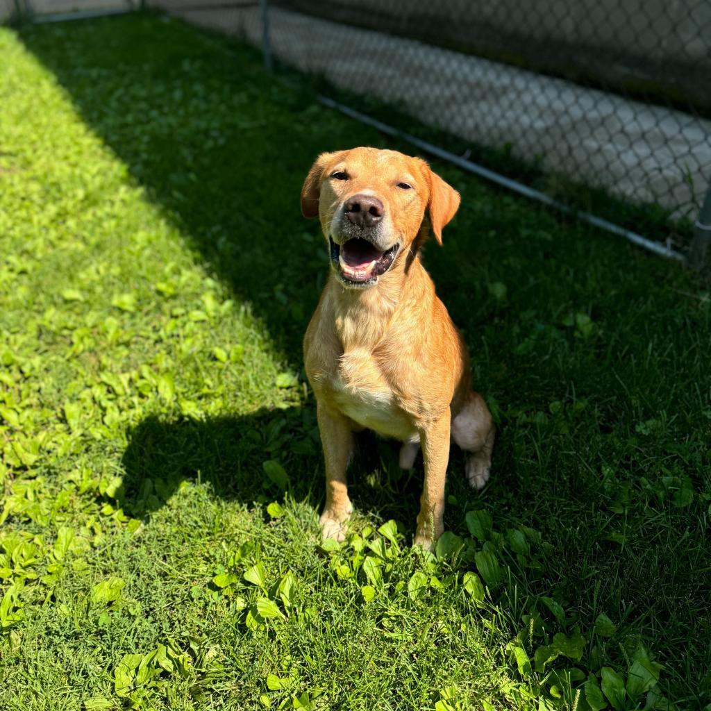 Mojo Jojo, an adoptable Labrador Retriever in Decorah, IA, 52101 | Photo Image 6