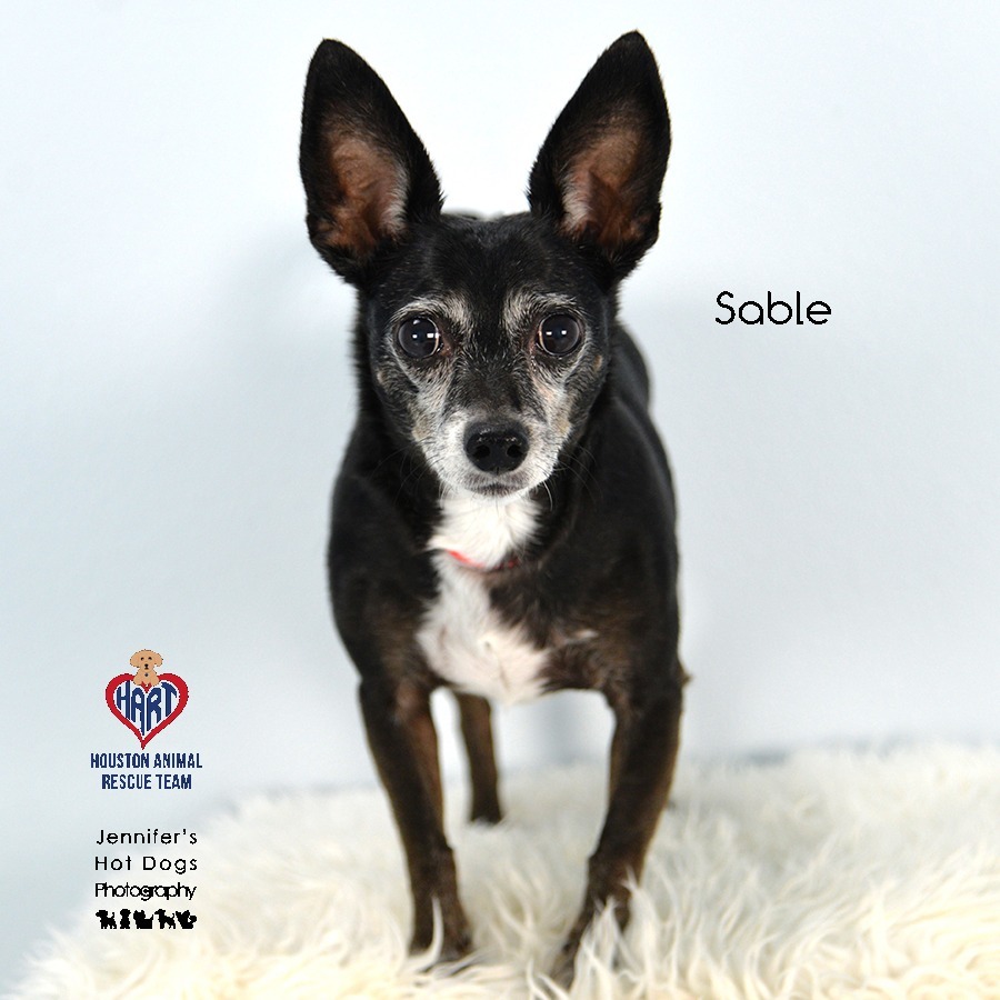 Sable