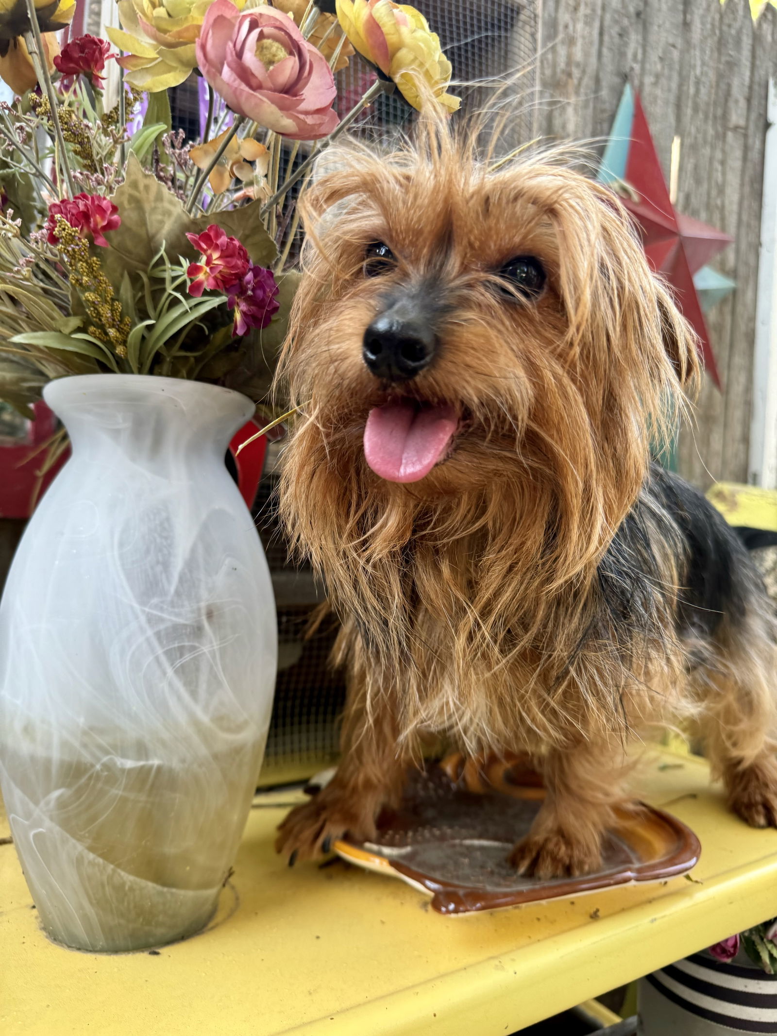 Autumn, an adoptable Yorkshire Terrier in Sioux Falls, SD, 57101 | Photo Image 1