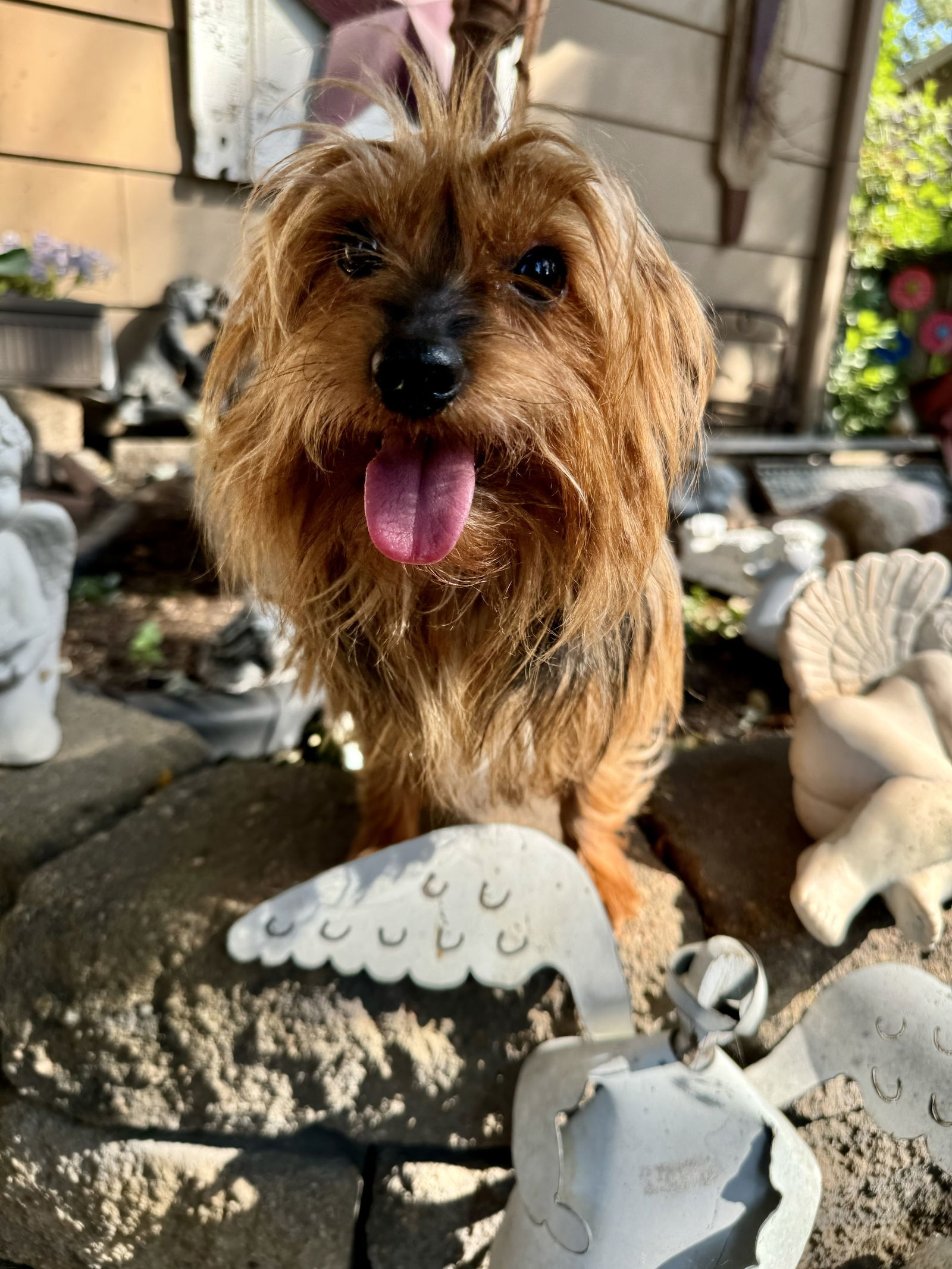 Autumn, an adoptable Yorkshire Terrier in Sioux Falls, SD, 57101 | Photo Image 2