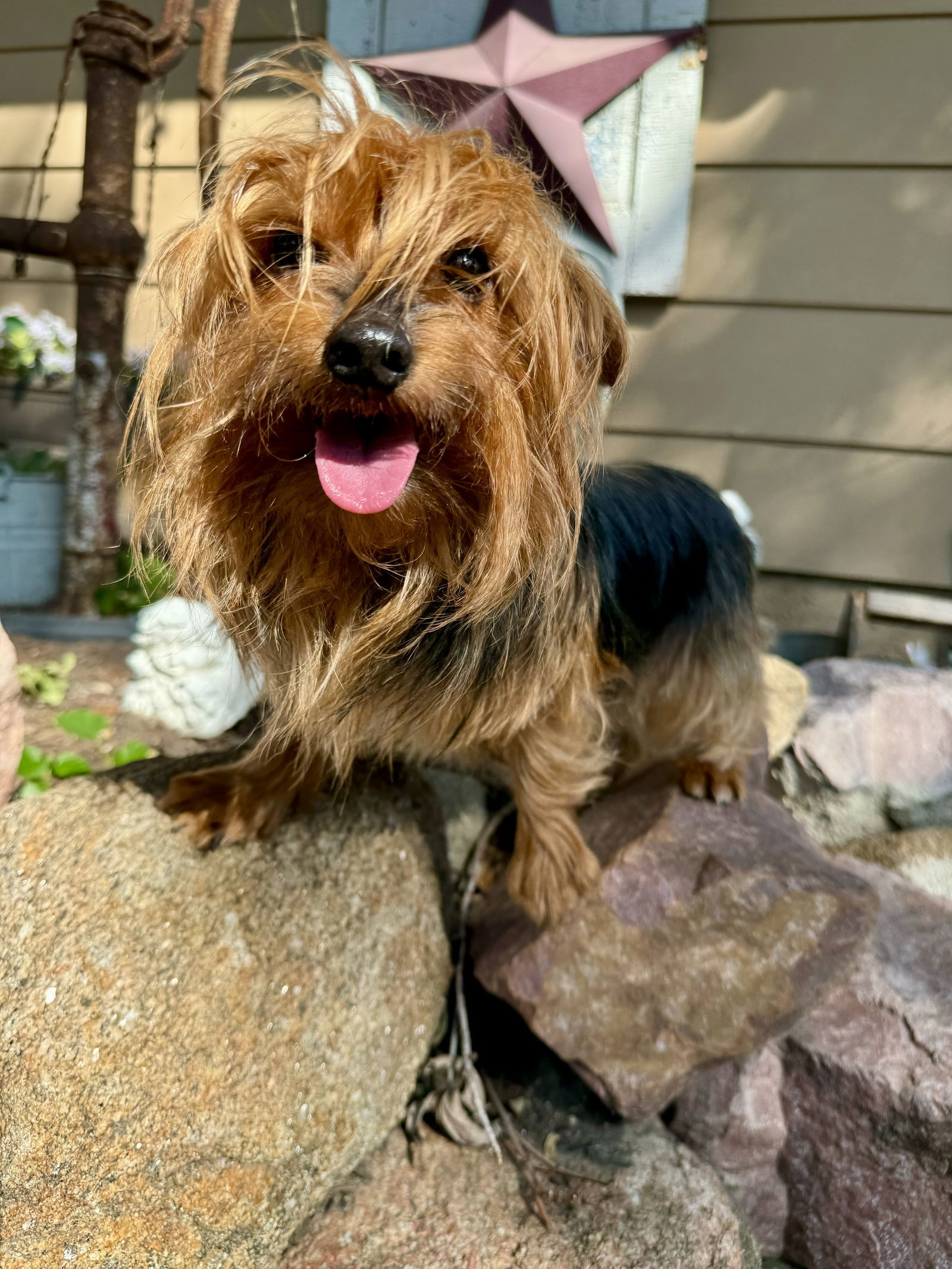 Autumn, an adoptable Yorkshire Terrier in Sioux Falls, SD, 57101 | Photo Image 3