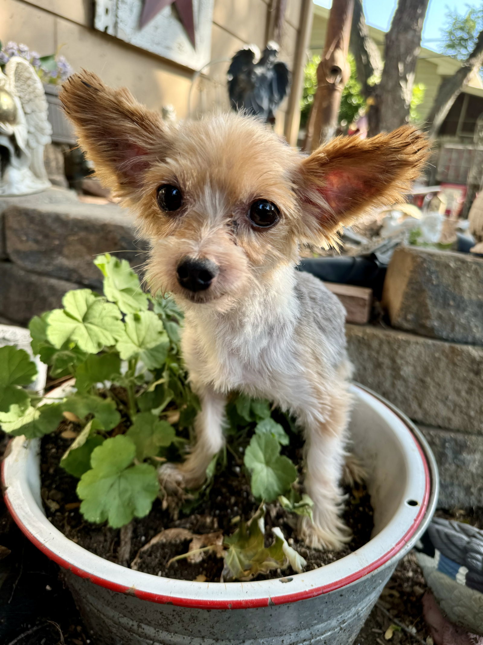 Chester, an adoptable Yorkshire Terrier in Sioux Falls, SD, 57101 | Photo Image 1