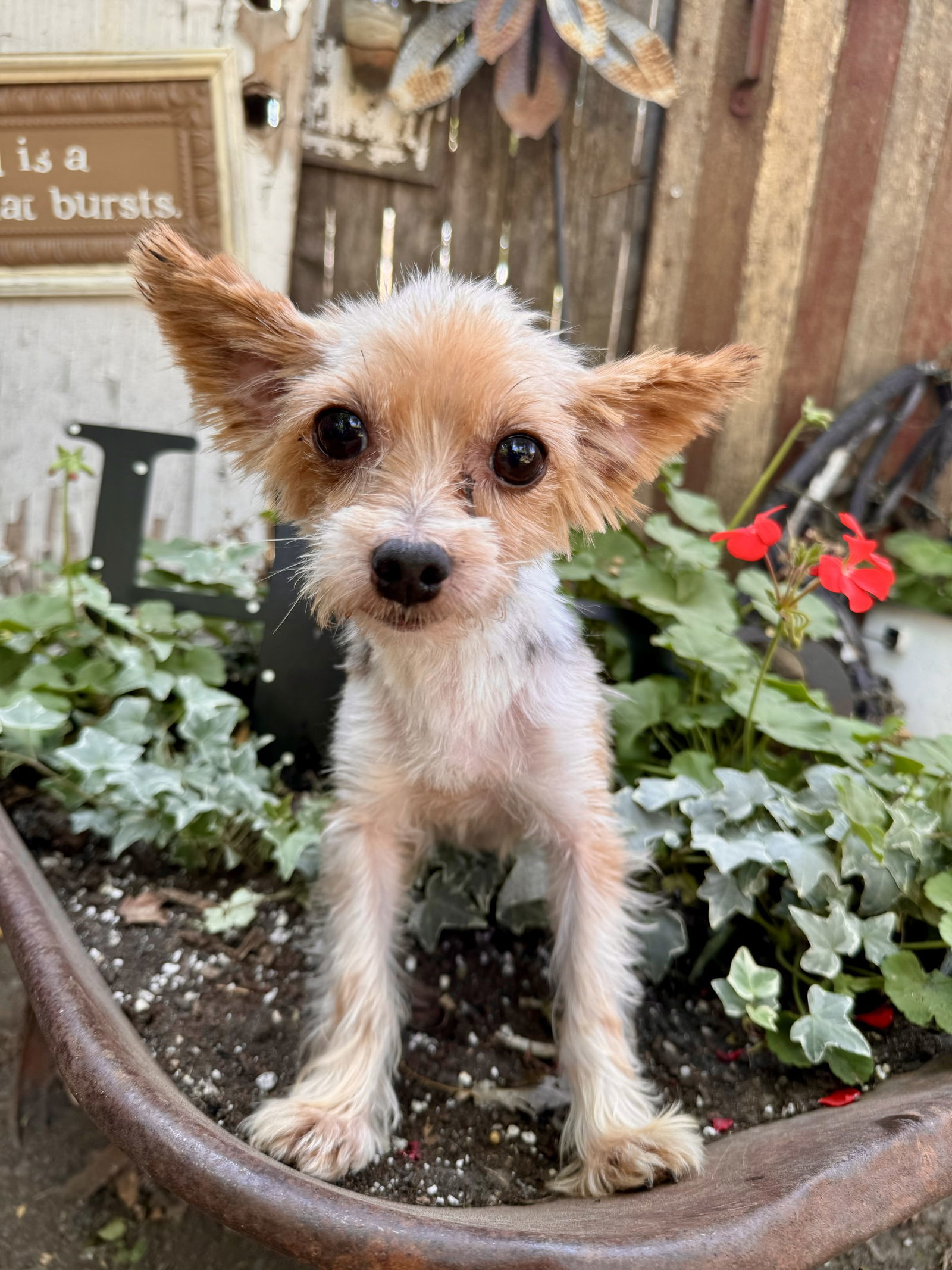 Chester, an adoptable Yorkshire Terrier in Sioux Falls, SD, 57101 | Photo Image 2