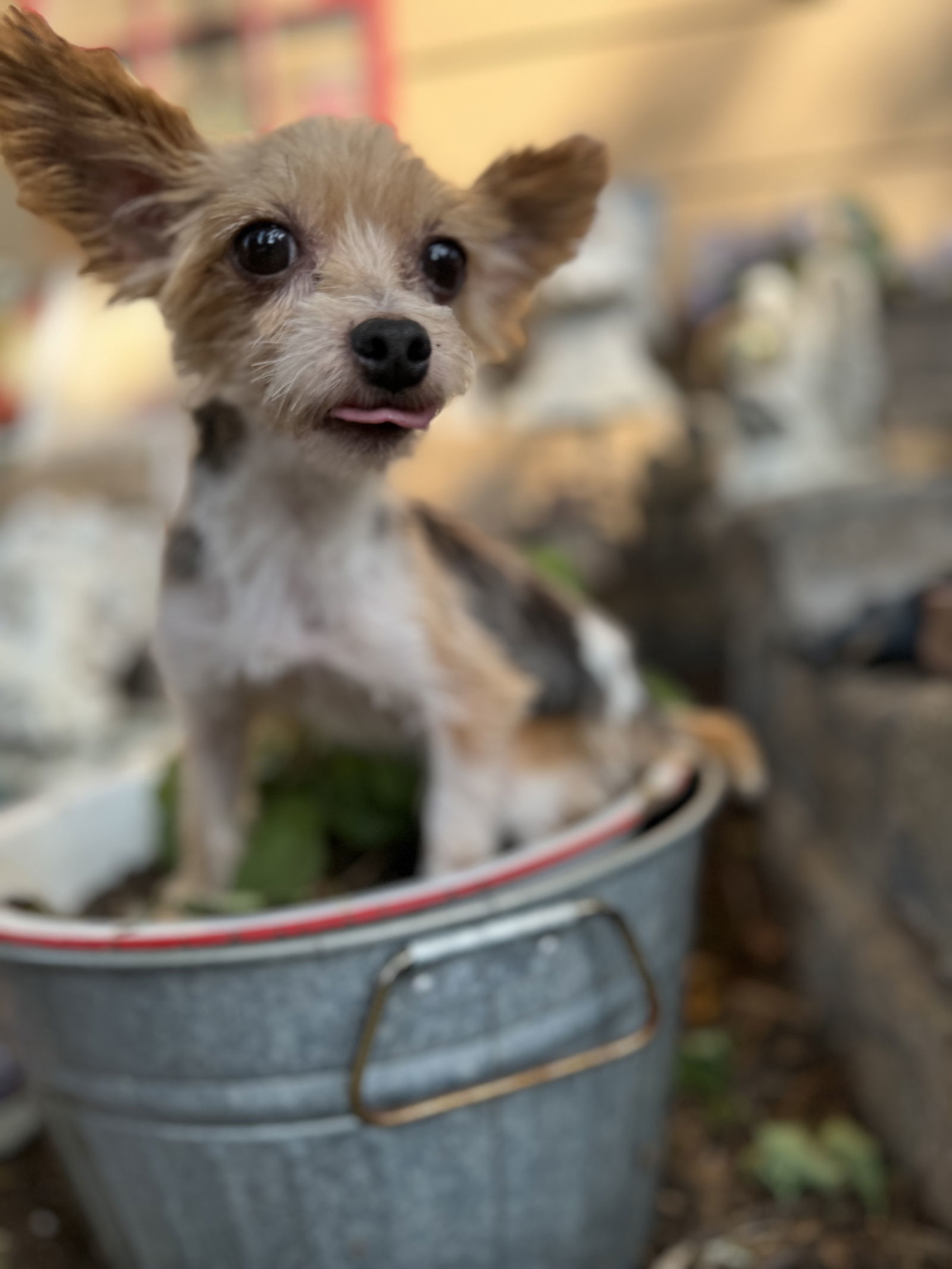 Chester, an adoptable Yorkshire Terrier in Sioux Falls, SD, 57101 | Photo Image 3