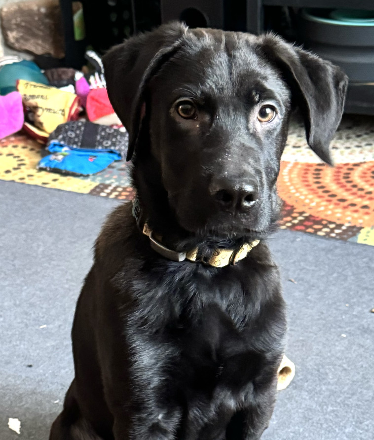 Harlequin, an adoptable Labrador Retriever in Anchorage, AK, 99503 | Photo Image 1