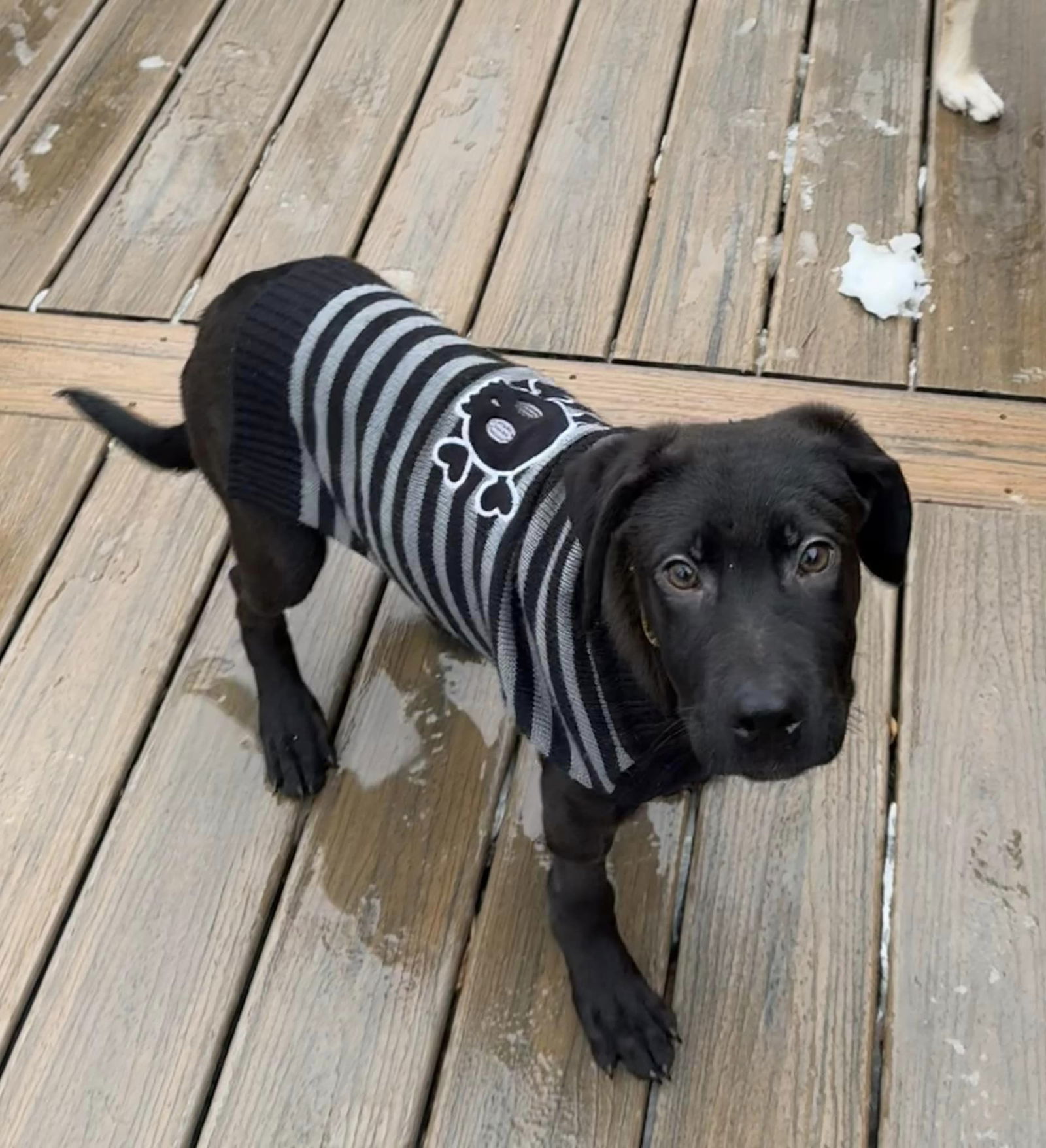 Harlequin, an adoptable Labrador Retriever in Anchorage, AK, 99503 | Photo Image 3