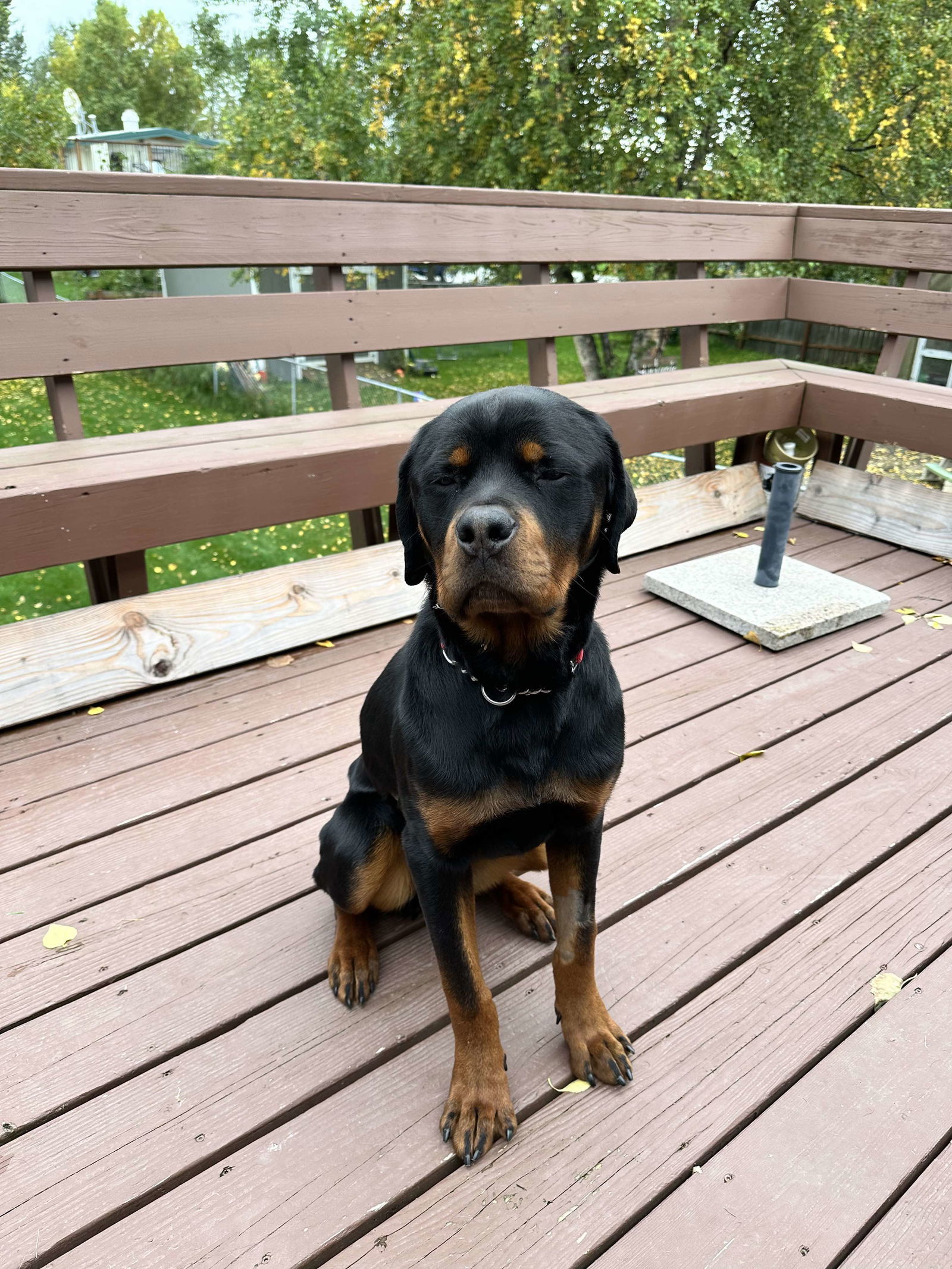 Marley, an adoptable Rottweiler in Anchorage, AK, 99503 | Photo Image 1