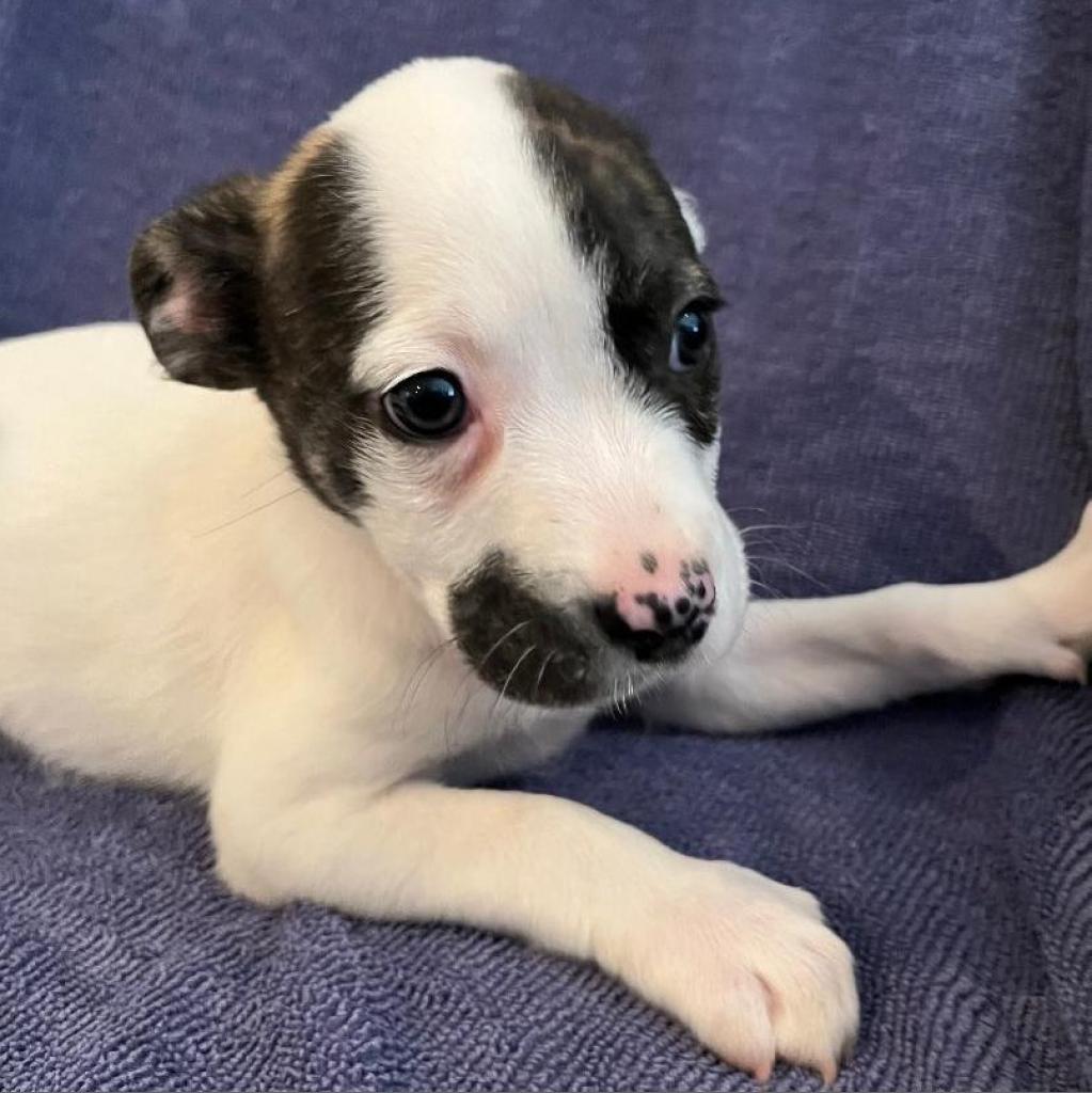 Poppy (180 days+)