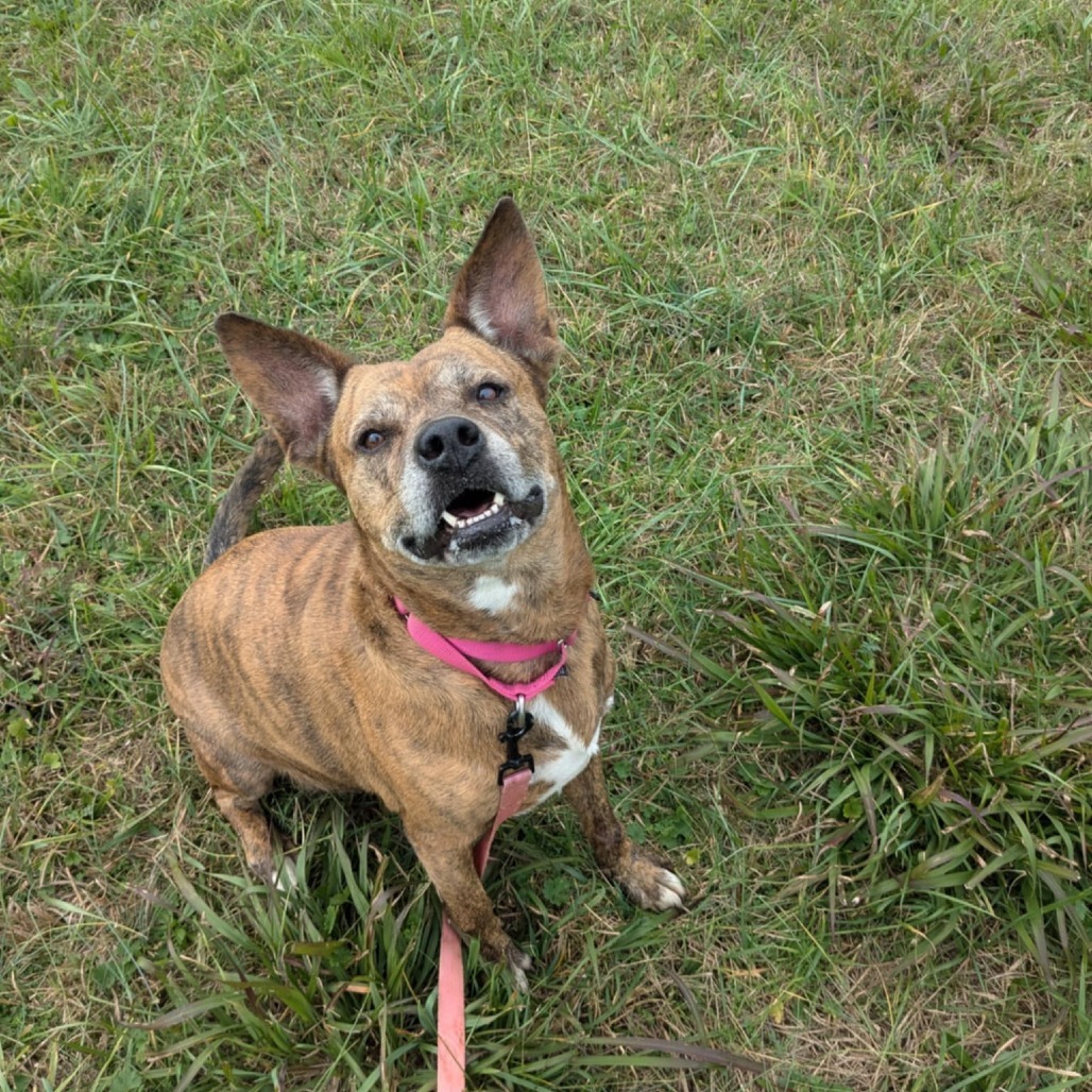 Maybelline (BAS) (180 days+)