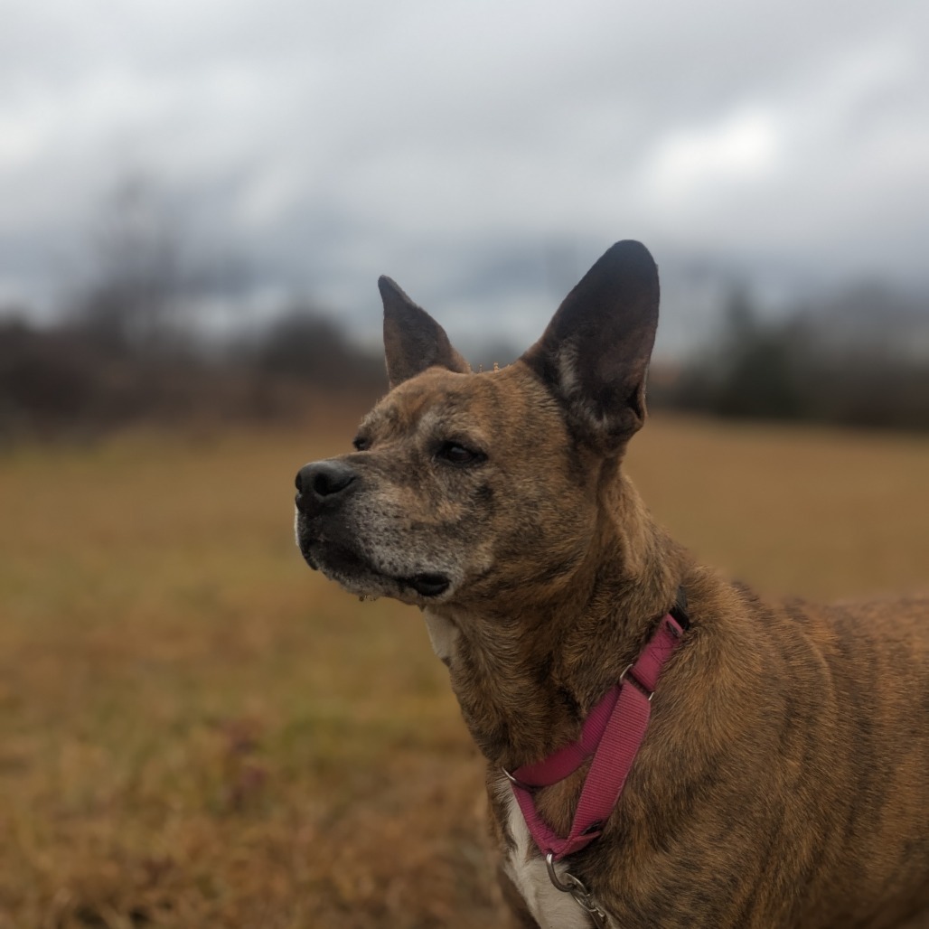 Maybelline (BAS) (180 days+)
