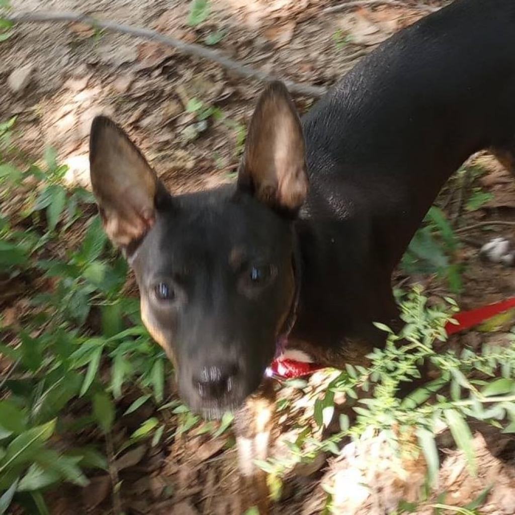 Roxie (180 days+)