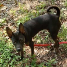 Roxie (180 days+)