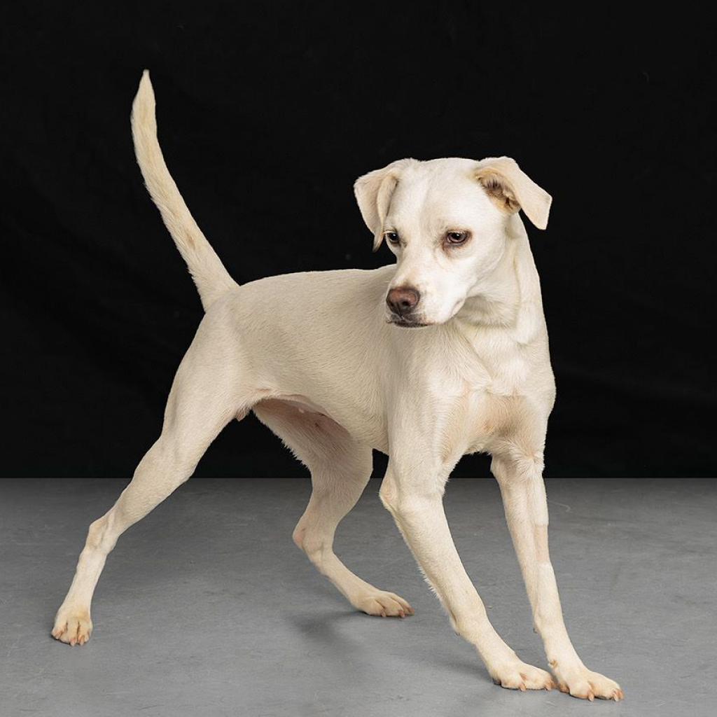 Omega Mu, an adoptable Feist in Lenoir, NC, 28645 | Photo Image 1