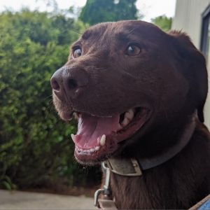 Nerina (180 days+), Adult Female Redbone Coonhound