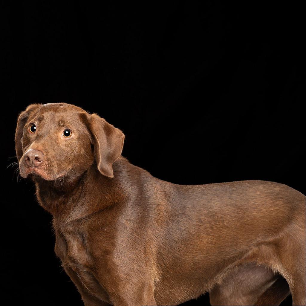 Nerina (180 days+)
