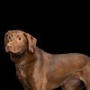 Nerina (180 days+) photo 2