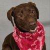 Nerina (180 days+) photo 3