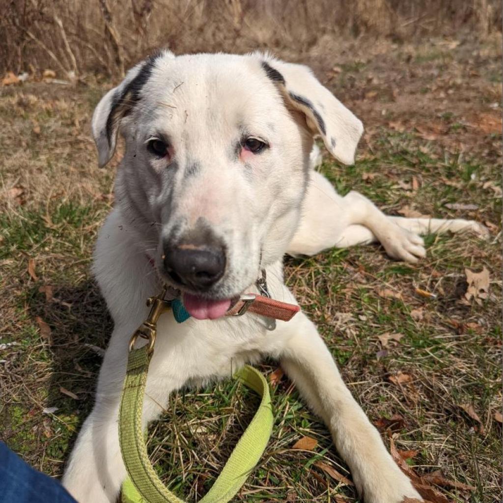 Scout (180 days+)