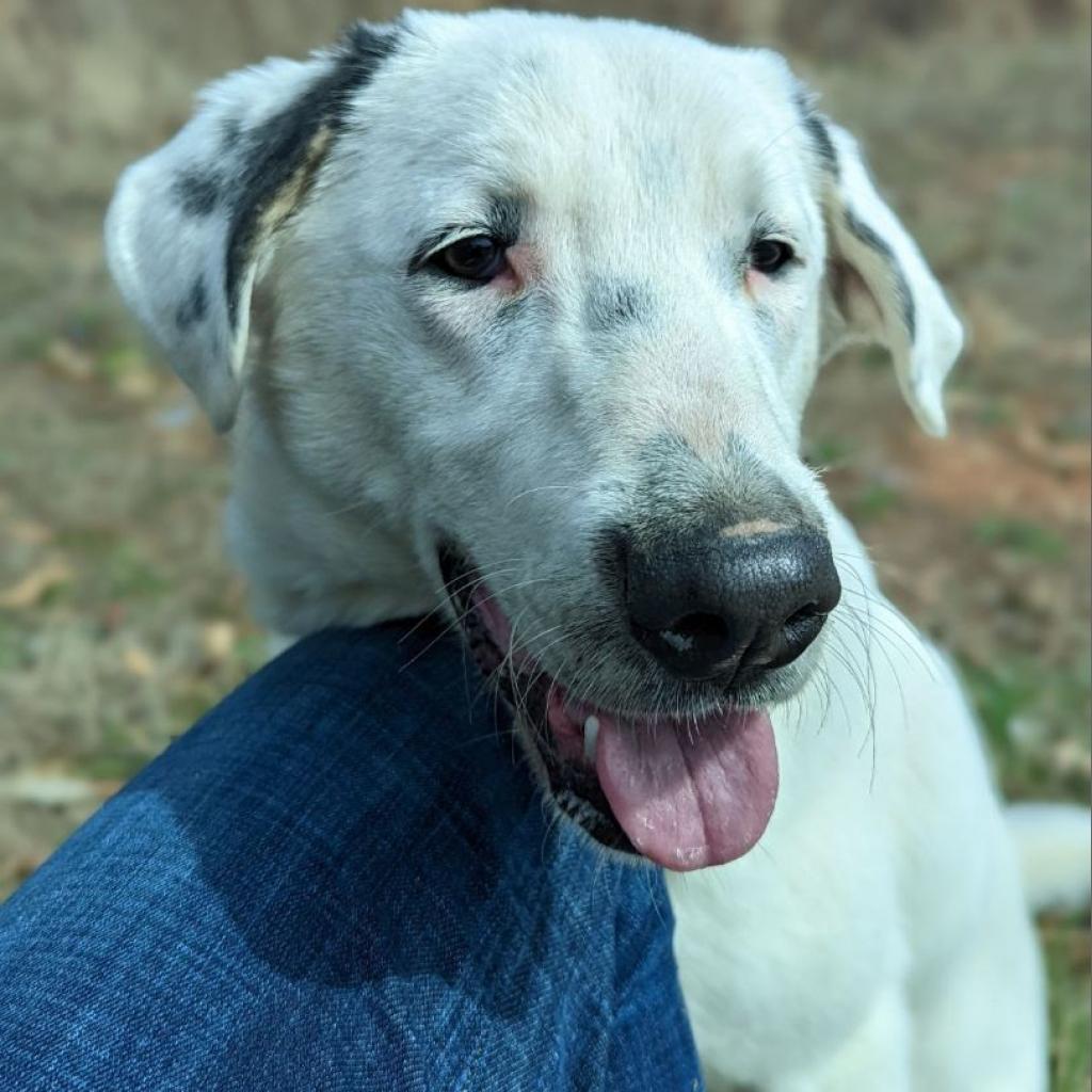 Scout (180 days+)
